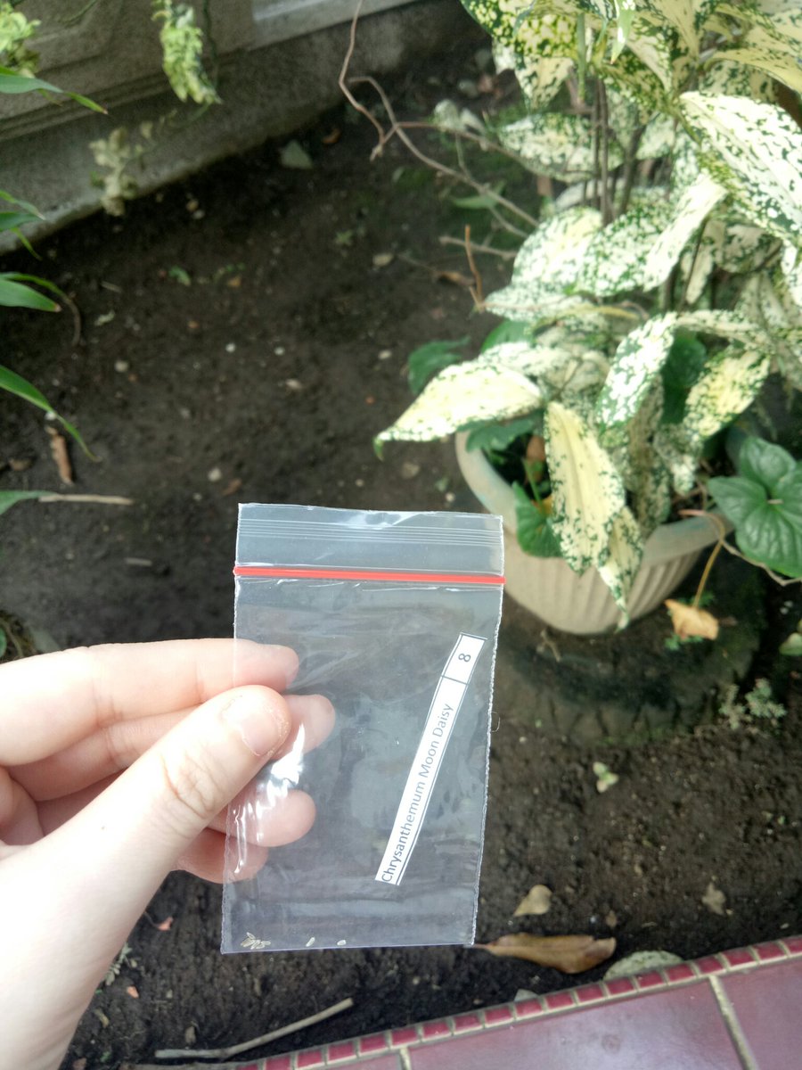 kinolilhottie's tweet photo. I went to my grandmother's garden for the purpose of planting these Daisy seeds❤ @fantasystic98 #SpringSnowChapter2 
#OurEternalDaisyKino
#유니왕자_강형구_탄신일
@CUBE_PTG #PENTAGON https://t.co/fndfH7E4CN