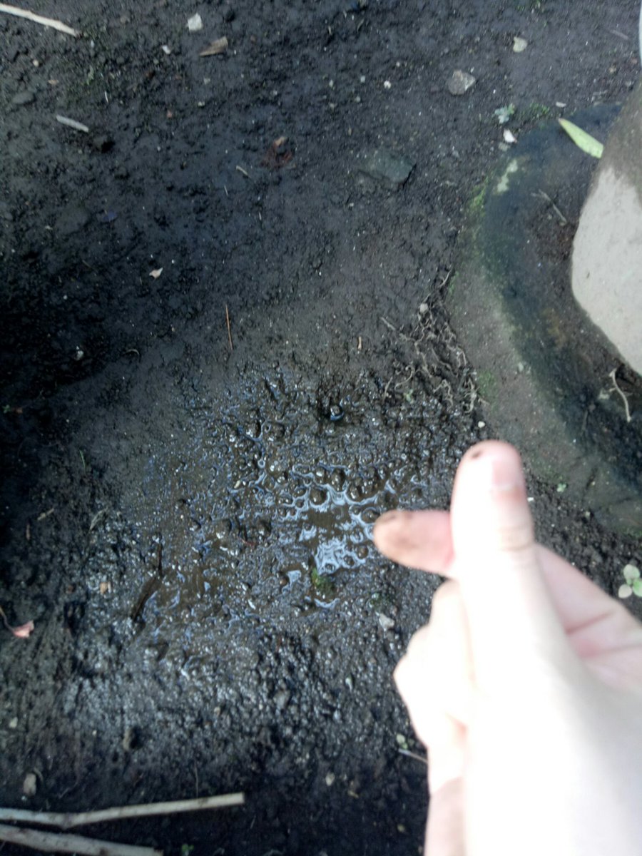 kinolilhottie's tweet photo. I went to my grandmother's garden for the purpose of planting these Daisy seeds❤ @fantasystic98 #SpringSnowChapter2 
#OurEternalDaisyKino
#유니왕자_강형구_탄신일
@CUBE_PTG #PENTAGON https://t.co/fndfH7E4CN