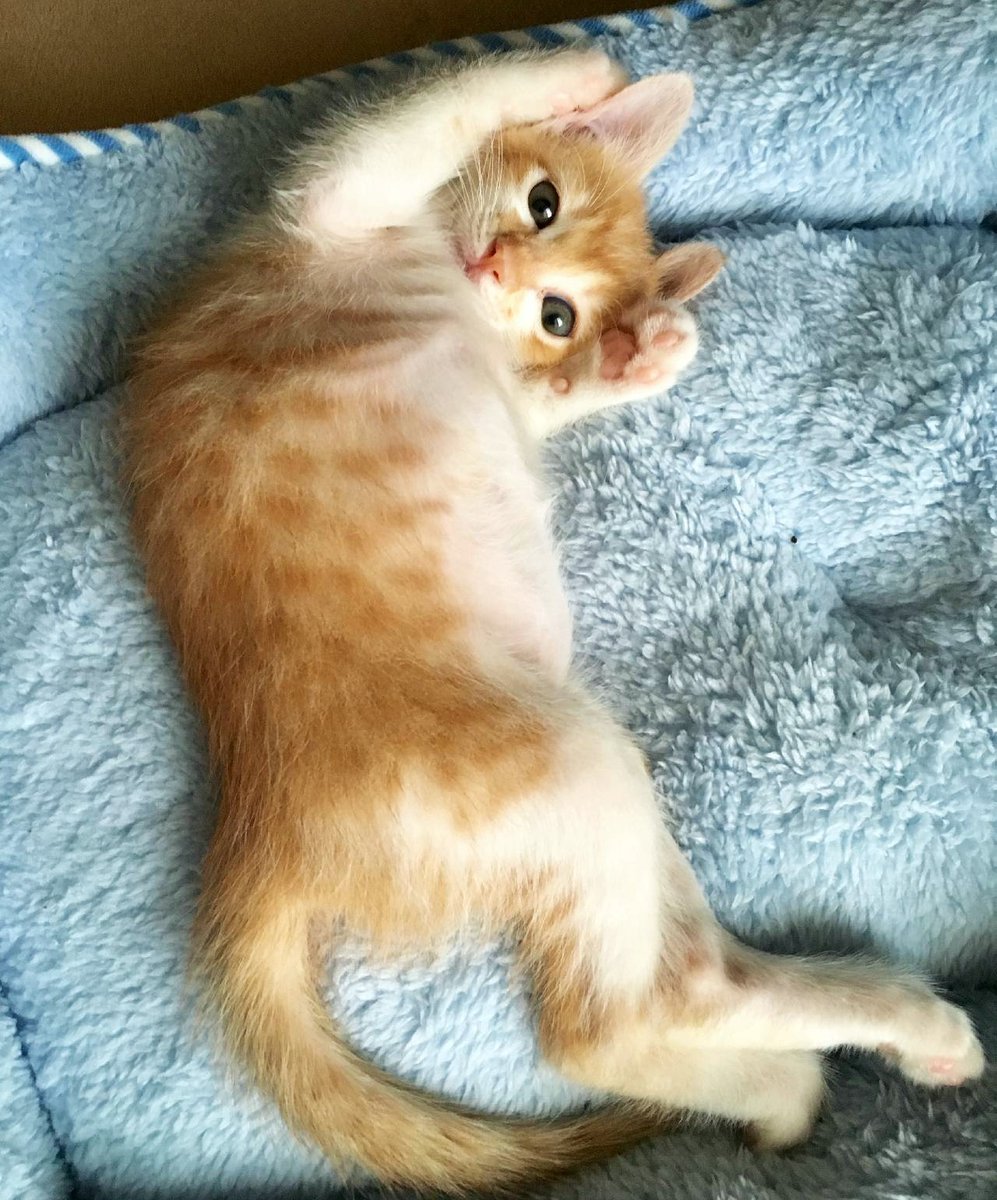 Aixia にゃんちゅーぶ 今日は バンザイ子猫ちゃんをご紹介 めいっぱい手を上げても耳まで届かない 写真 ききららさんちの 虎之助ちゃん 寝ながらバンザイ 笑 猫好きさんと繋がりたい 茶トラ バンザイネコ 寝ながらばんざいする子猫 青に