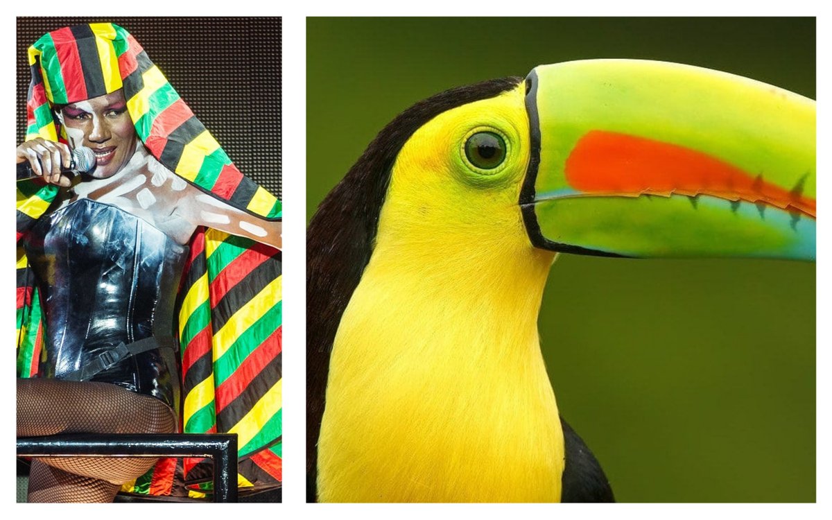 Grace Jones as birds: a thread.