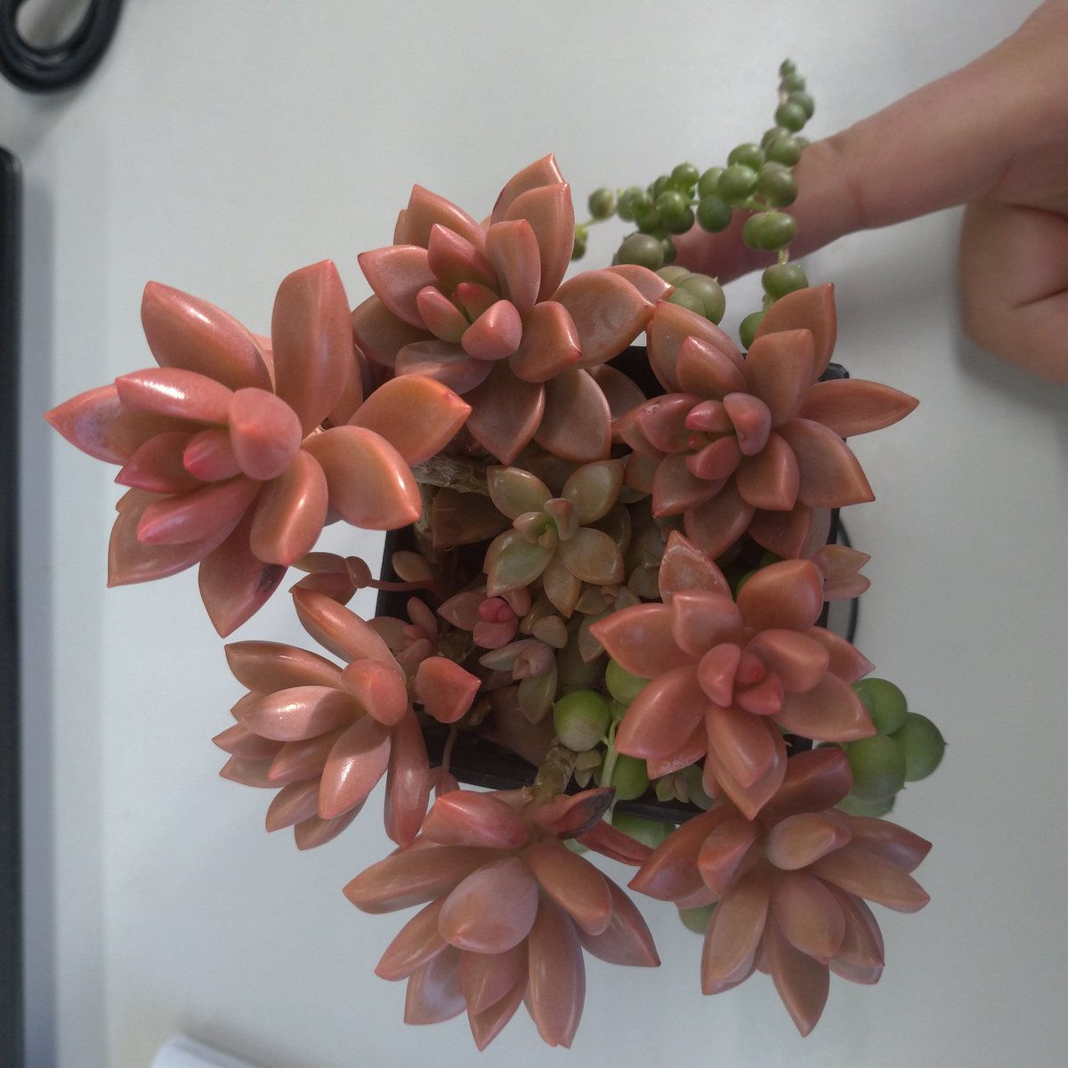 くろさき たぶん何度か呟いた 会社窓際の植物 伸びたり芽が出たり切って挿しなおしたり間引いたり で 現状こんな感じに こっちの グリーンネックレスは花咲かなかったな でも元気に育った 根が詰まってきてるから春は植え替えてやらねば くろさき たぶん何度か呟いた 会社窓際の植物 伸びたり芽が出たり切って挿しなおしたり間引いたり で 現状こんな感じに こっちの グリーンネックレスは花咲かなかったな でも元気に育った 根が詰まってきてるから春は植え替えてやらねば