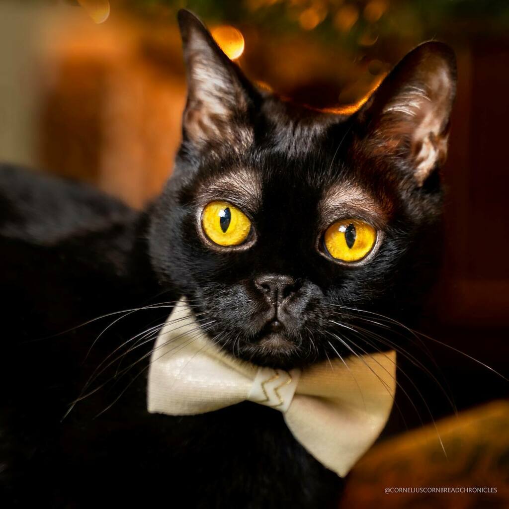 corneliuscorny's tweet photo. Hey, y’all, happy Tie Tuesday! Tiesday? Is that a thing? 🎩 Well, if it’s not, it is now! Cornelius Cornbread has spoken! 🧐#BowTieTuesday #TiesDay⁣
⁣
I am dressed in formal attire to celebrate my good friend Ruru’s @20pawsdaily  10th Birthday 🎂 an… https://t.co/tAnhfEIFnX https://t.co/bCAaYeG4b2