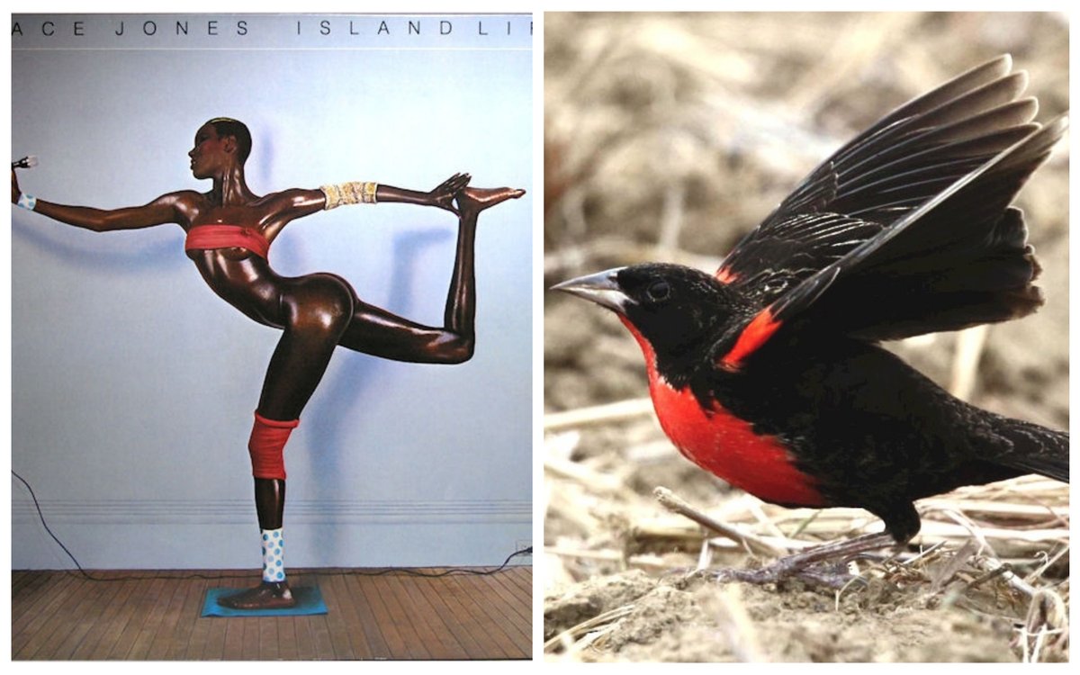 Grace Jones as birds: a thread.