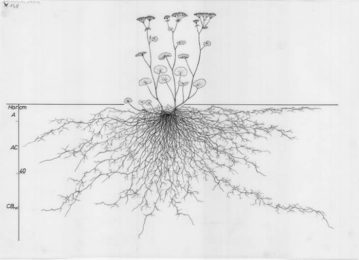LTechne's tweet photo. #LabInvRecomienda conocer el acervo visual de la Universidad de Wageningen. En él podrás encontrar imágenes de botánica, anatomía e historia de la universidad.
https://t.co/uizqw2Ov8m https://t.co/qbK3KmutXW