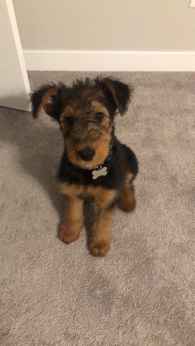 zdwenger's tweet photo. @dog_rates can we get a shoutout for Murphy who has gone a WHOLE WEEK without an accident inside!!? #goodboy #Airedales https://t.co/gvgY6wQfN5