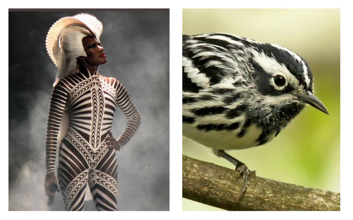 Grace Jones as birds: a thread.