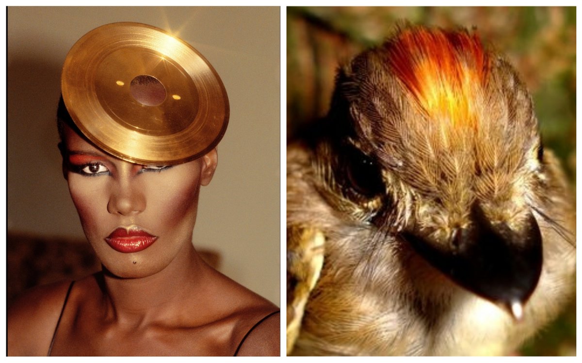 Grace Jones as birds: a thread.