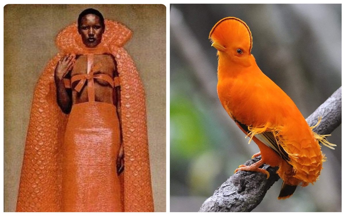 Grace Jones as birds: a thread.