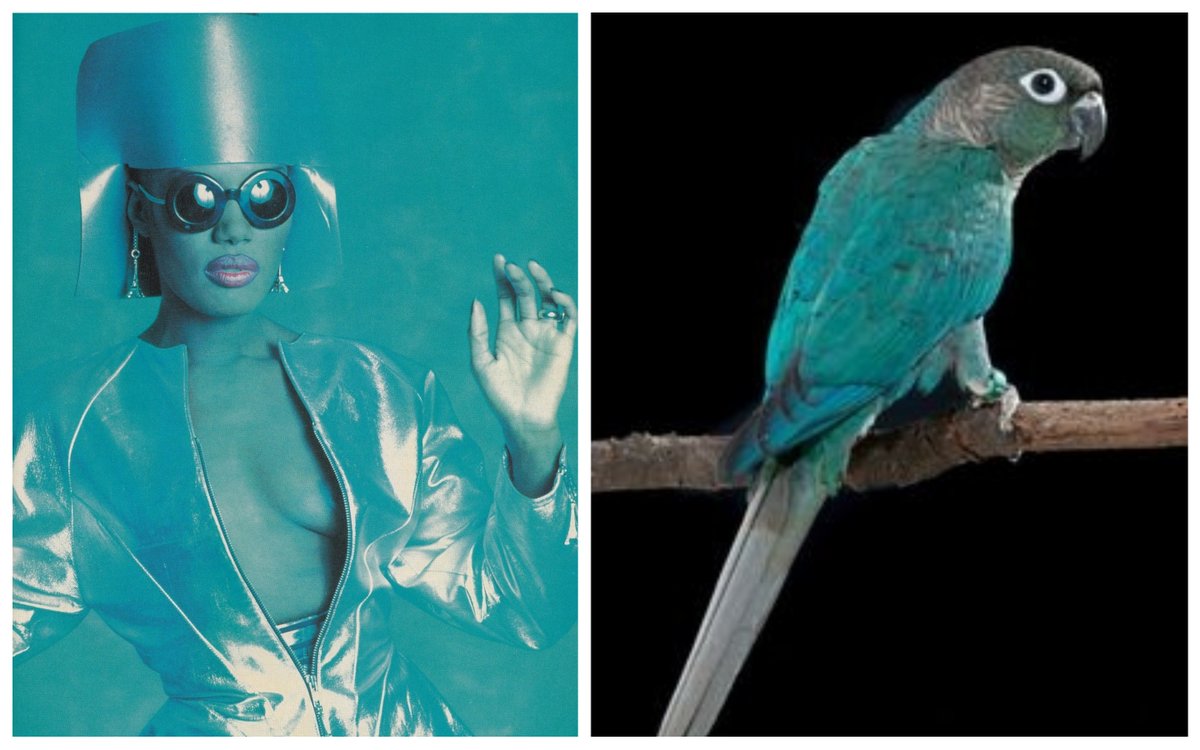 Grace Jones as birds: a thread.