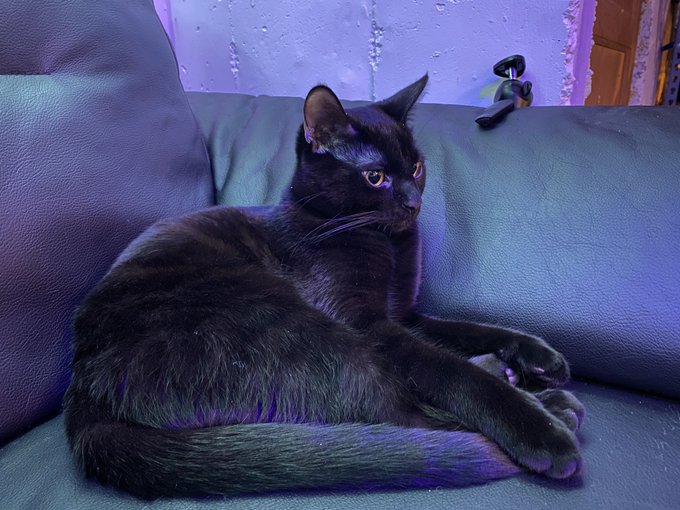 This little guy is hilarious, and getting him was the best decision. https://t.co/1d1wrEBzPU<a href="/tag/mvsales"class="tags"><span>#mvsales</span></a>