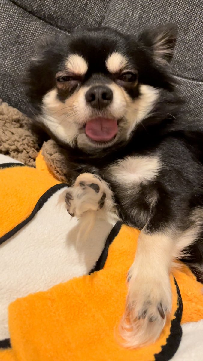 ネイフリ ぶちゃいく チワワ チワワ部 Chihuahua ブラックタン ブラックタンチワワ ロングコートチワワ Dog 犬 わんこ ワンコ 犬好きな人と繋がりたい 愛犬 溺愛 天使 ぶさかわ ぶさかわ犬 ぶちゃいく ちわわなしでは生きていけ