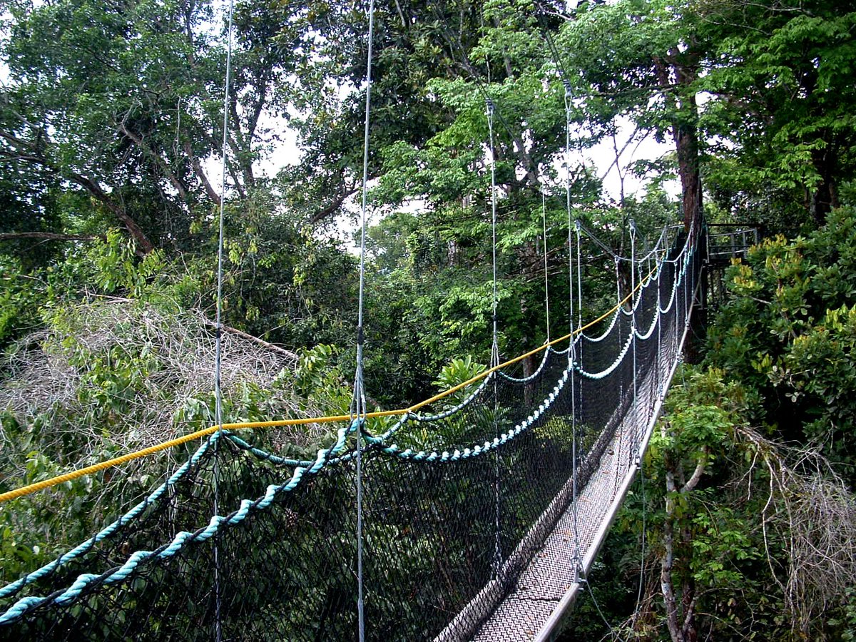 We're off to the rainforest tonight to the Iwokrama Canopy Walkway in Guyana. It's made up of suspension bridges & decks up to 30 meters up (98 ft) & it's 154 meters long (505 ft) long. It's a great place to go to see wildlife in the forest.