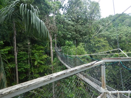 We're off to the rainforest tonight to the Iwokrama Canopy Walkway in Guyana. It's made up of suspension bridges & decks up to 30 meters up (98 ft) & it's 154 meters long (505 ft) long. It's a great place to go to see wildlife in the forest.