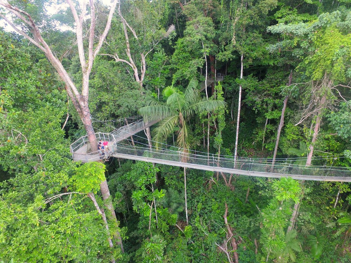 We're off to the rainforest tonight to the Iwokrama Canopy Walkway in Guyana. It's made up of suspension bridges & decks up to 30 meters up (98 ft) & it's 154 meters long (505 ft) long. It's a great place to go to see wildlife in the forest.