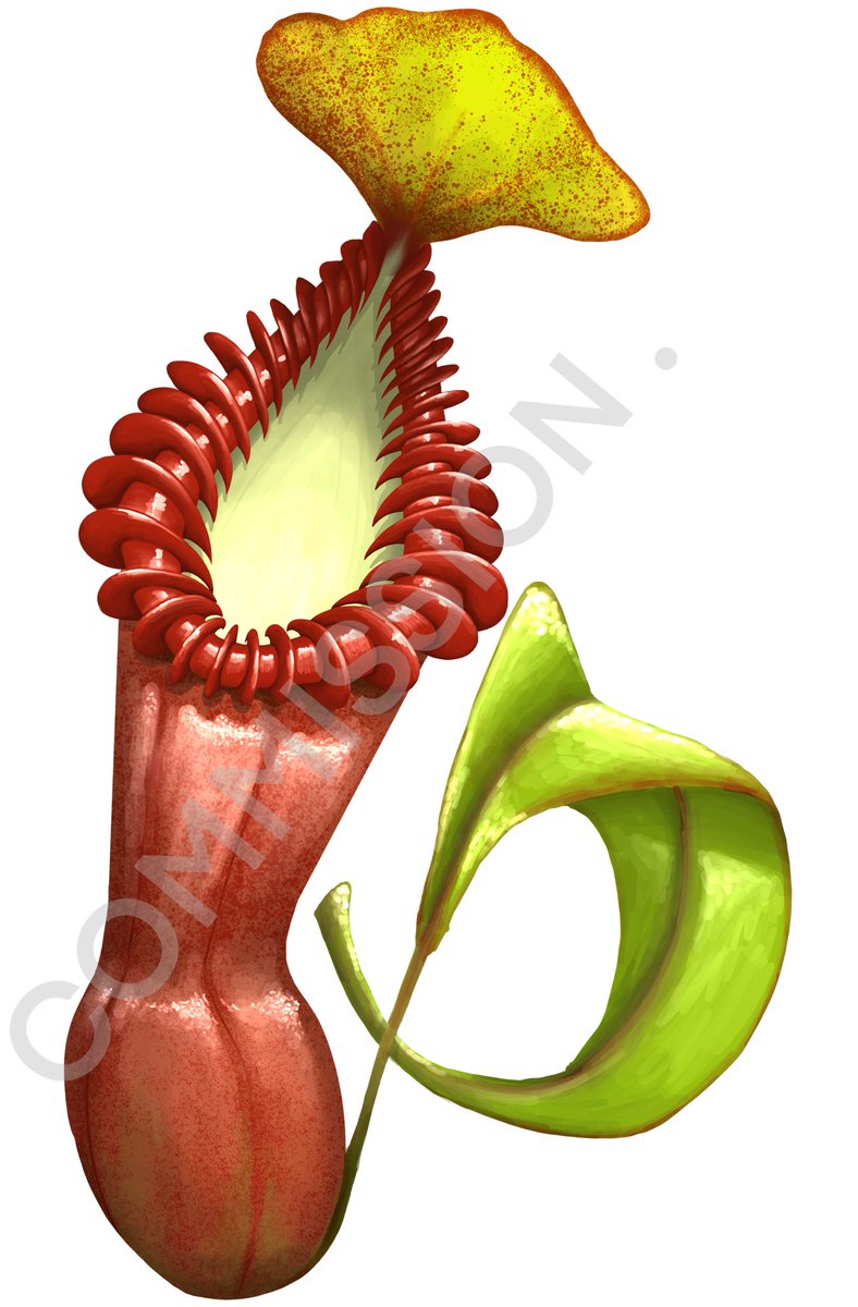 งานคอมมิชชั่น ภาพหม้อข้าวหม้อแกงลิงสายพันธุ์เอดเวิร์ดเซียน่า 
#carnivorousplants #nepenthes #nepenthesedwardsiana #plant #plantsart