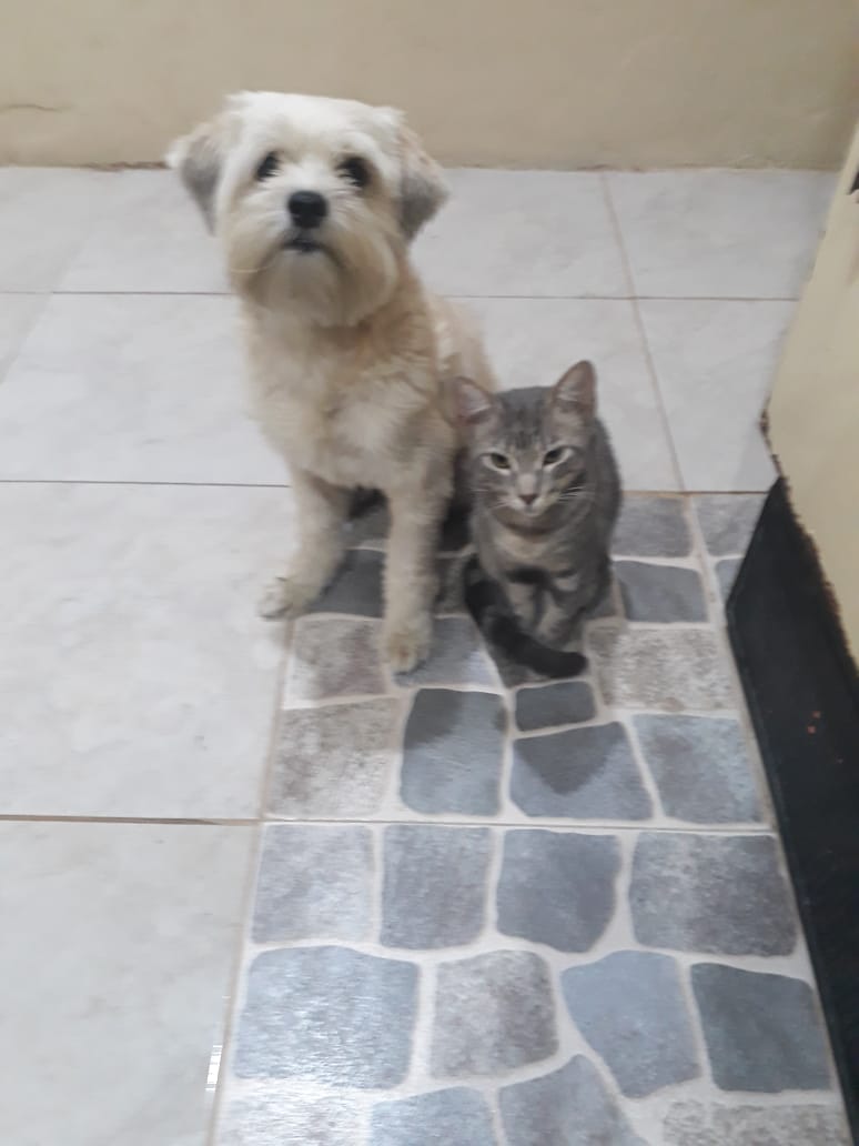 biancoello's tweet photo. @MauricioAyoraTC buenas noches porfavor ayúdeme se perdió mi perrito se llama puki tiene un acceso en el ojito izquierdo se perdió en goyena y garcia moreno por el serli los dueños y una niña de 9 años estan llorando por el es parte de nuestra familia https://t.co/qoLYJsTTPr