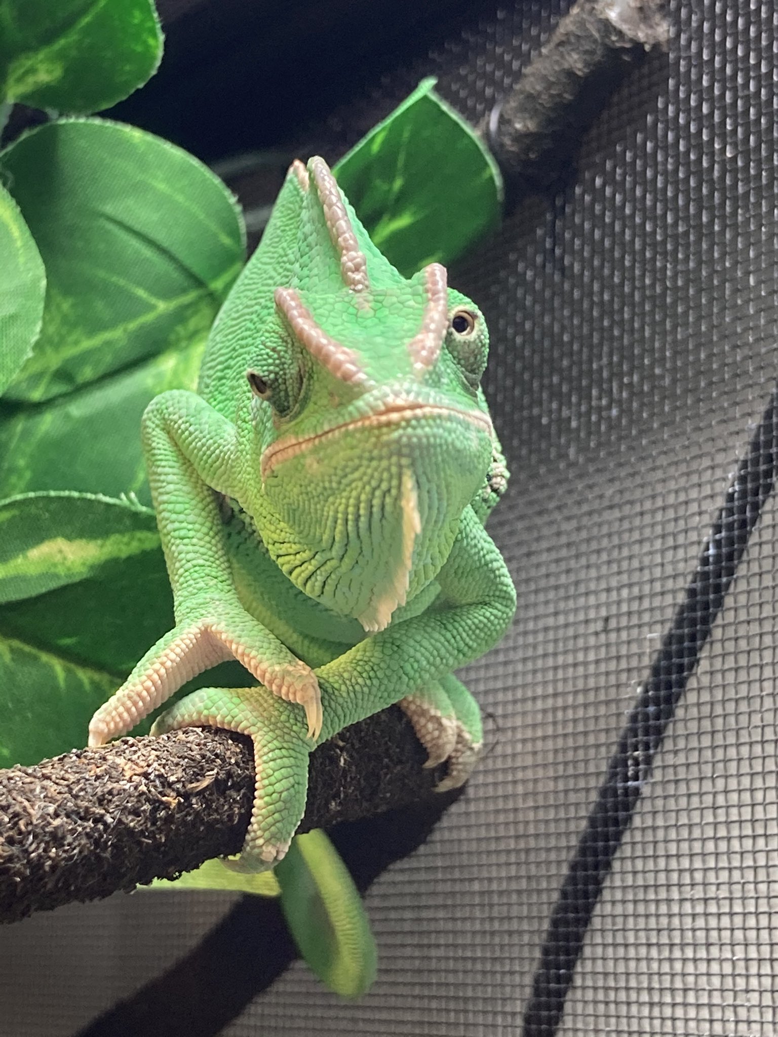 えのし 正面のお顔 エボシカメレオン カメレオン 爬虫類