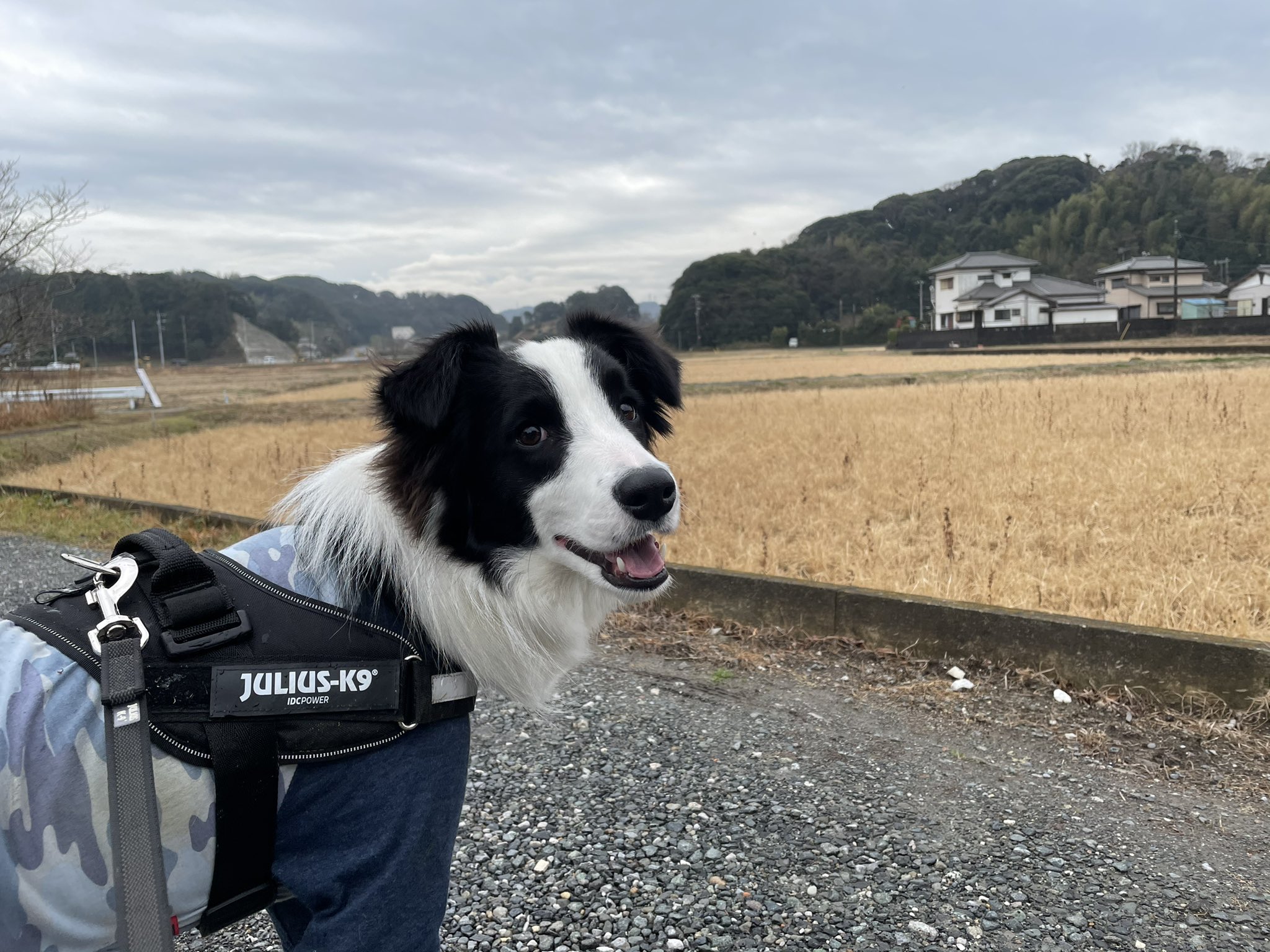 ボーダーコリーの種類と抜け毛の対策法について紹介 Eizan S Pet Life
