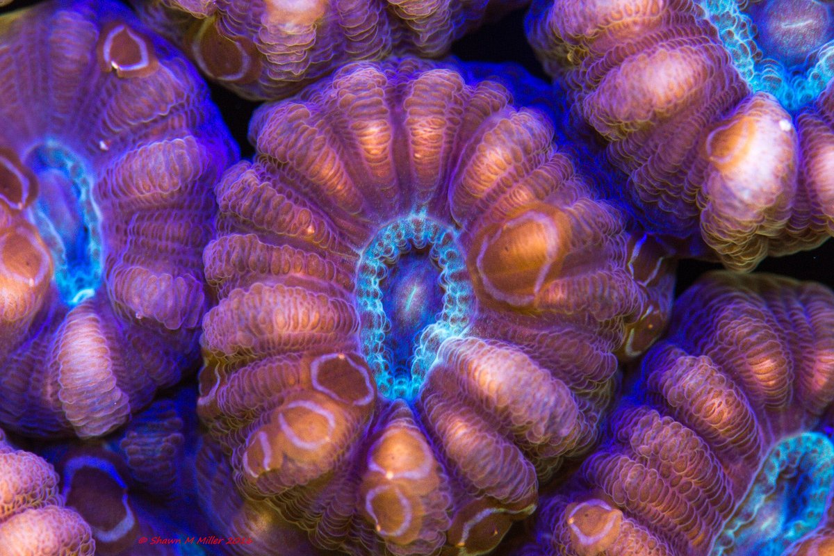 Acoel flatworms on coral. 
Learn more about the nature of Okinawa -
okinawanaturephotography.com #conservation #coralconservation #OceanClimateAction #nightsea
