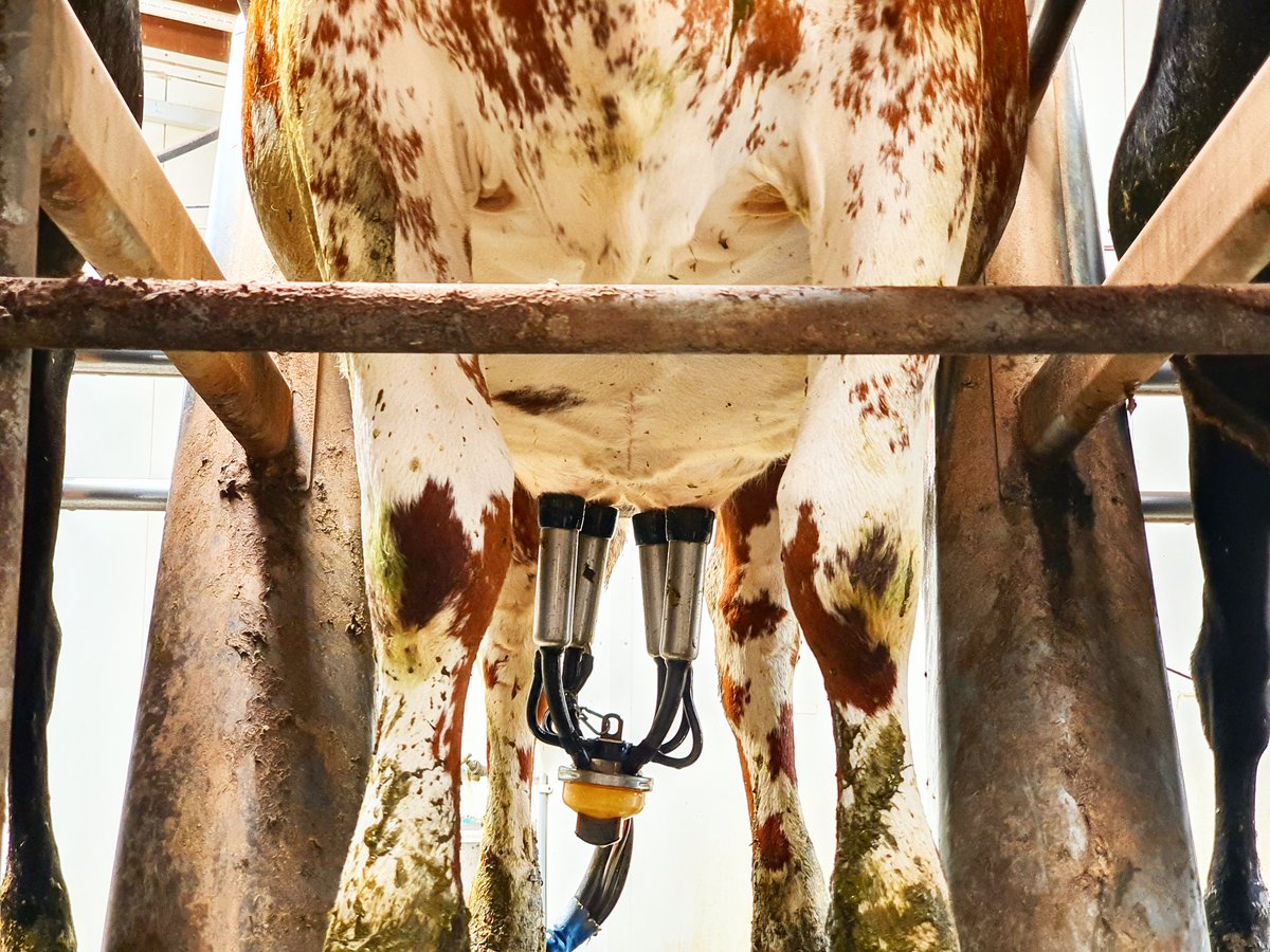 AniekaNick's tweet photo. Shorthorns are even pretty from underneath #herdtesting https://t.co/R94usKNbU2