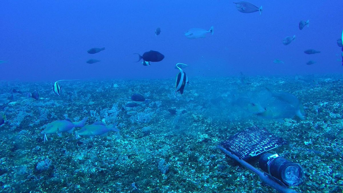cure_naut's tweet photo. Browser herbivores can cross depth boundaries in coral reefs, making them less susceptible to impacts of warming oceans, storms and fishing. Read our latest publication on Coral Reefs #coralreefs #resilience #aims https://t.co/OdXOrrC2yu https://t.co/075uE99pFd