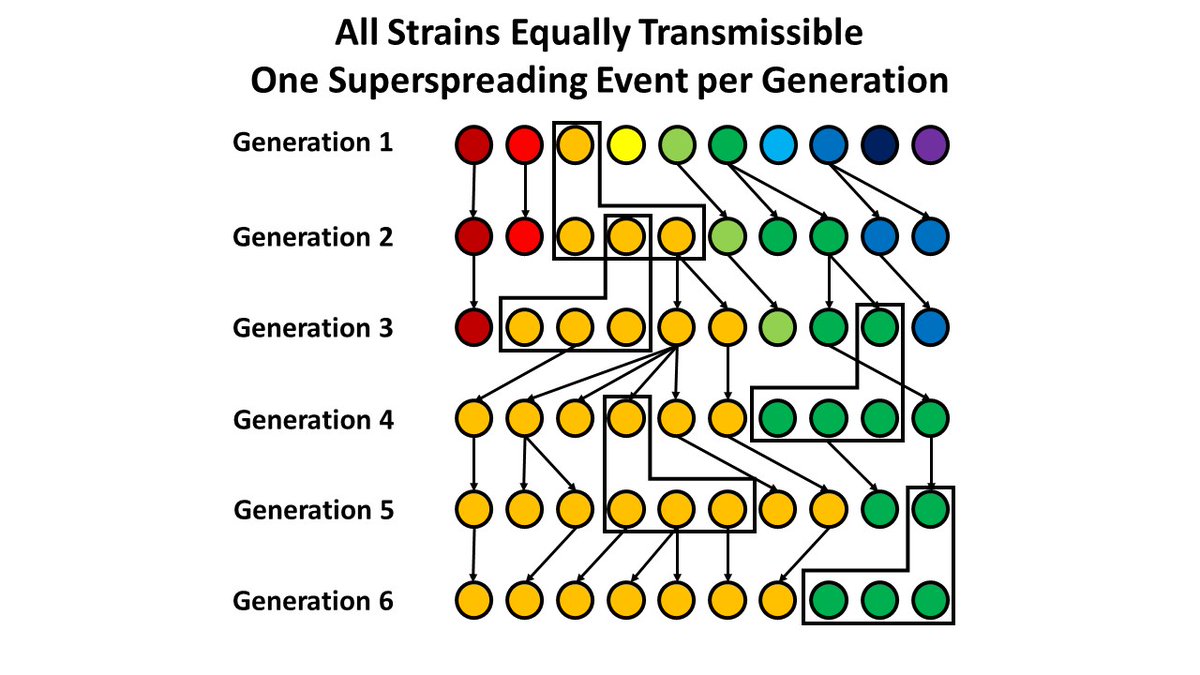 6. But, now consider transmission with "superspreader" events. What happens in this system looks very similar to the more transmissible strain above - it's just that one (orange) variant gets "lucky" to be involved in those events more than other variants.