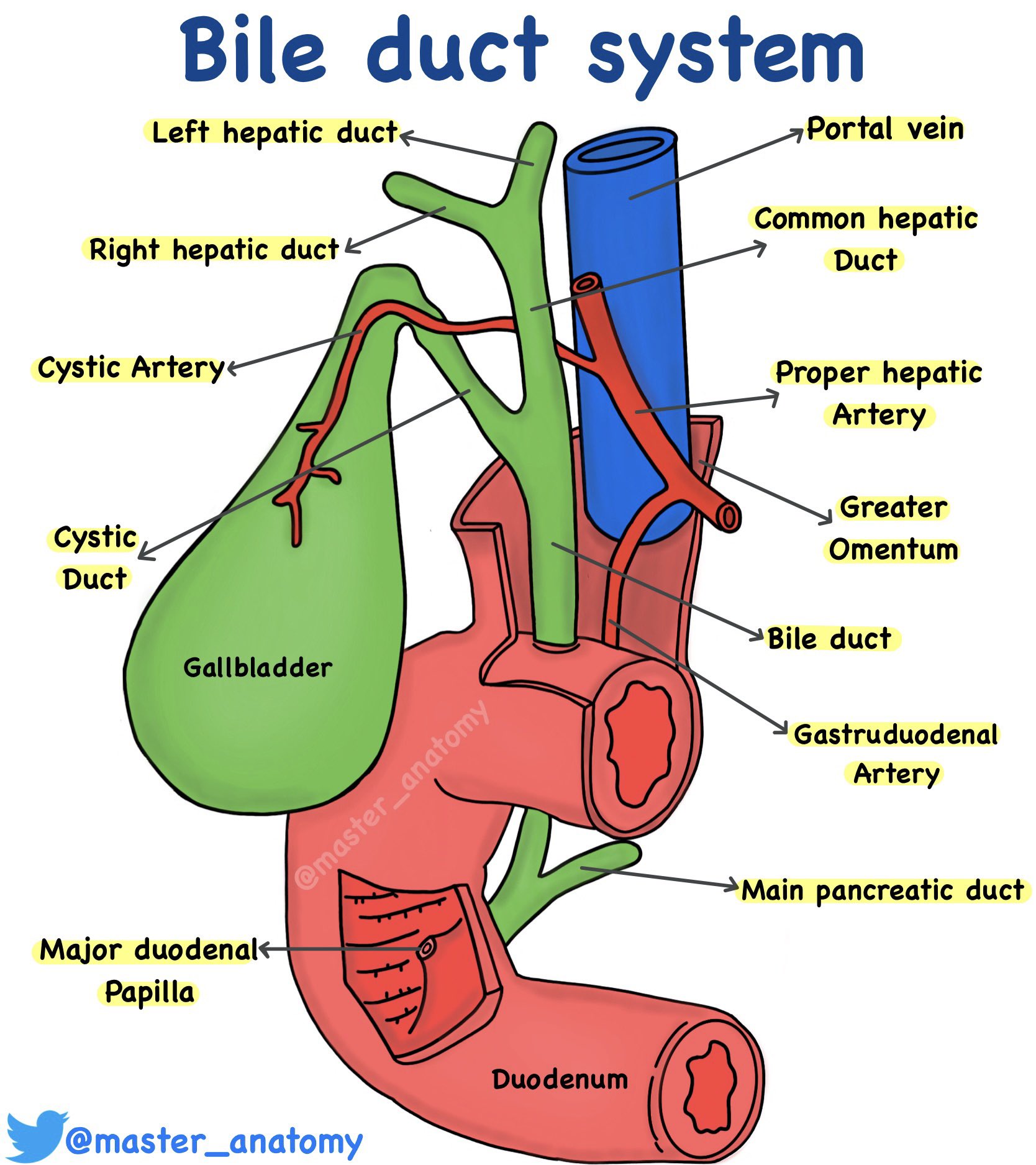 Bile Duct Diagram Biology Diagrams