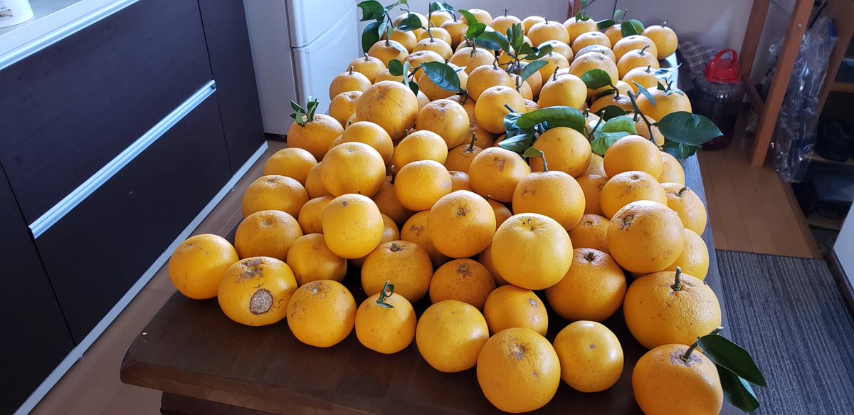 ももちゃん 我が家の庭で採れた八朔 不揃いですが 凄く美味しいです 肥料がタップリ 無農薬栽培 ミカンの皮はジャムに 八朔 美味しい 有機肥料 無農薬 ジャム