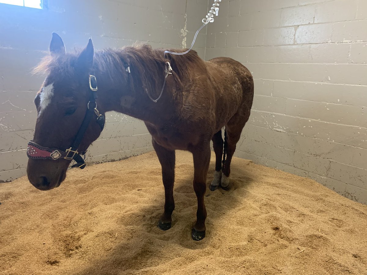 00AutumnJones's tweet photo. Meet the most expensive horse to ever reside on this farm 😅 
I joke but I really feel like crying for another 24 hours 😕 Mighty Mouth... I can’t wait to have you home again 🥺❤️ https://t.co/L7XBeVuETY
