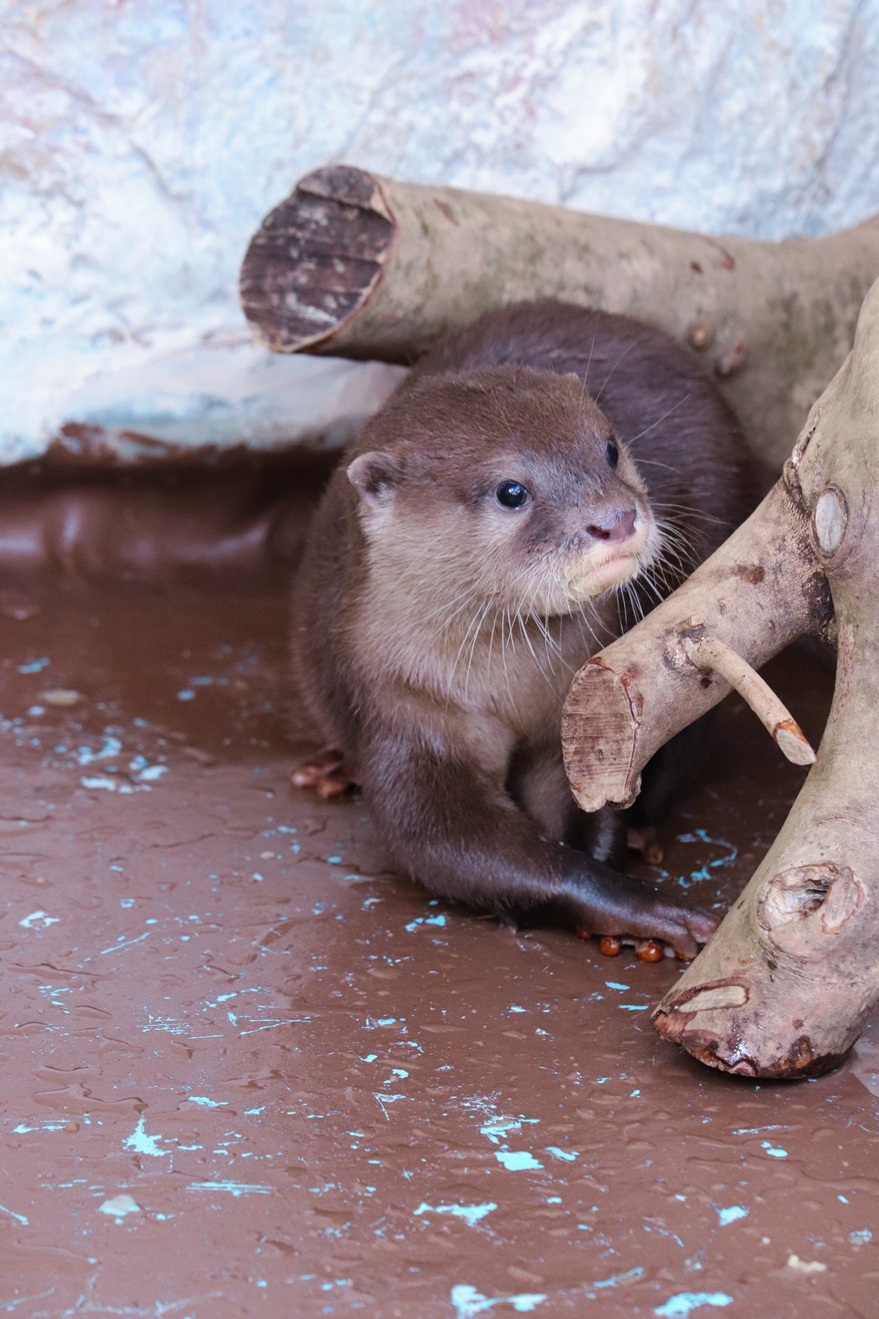桂浜水族館 公式 お浜ちゃんだけがすべてを知ってる