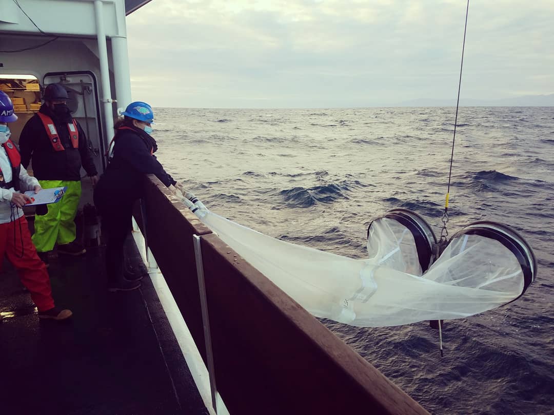 calcofi's tweet photo. Deploying our #plankton nets (#bongonet and #mantanet pictured) today at station 83.3 40.6. We are pleased to be out sampling again after a short bout of rough weather. 

#2101RL #calcofi #NOAA #SIO #planktonsample #neustontow #ichthyoplankton #shiplife #fsvreubenlasker https://t.co/o8gPc5hwi4
