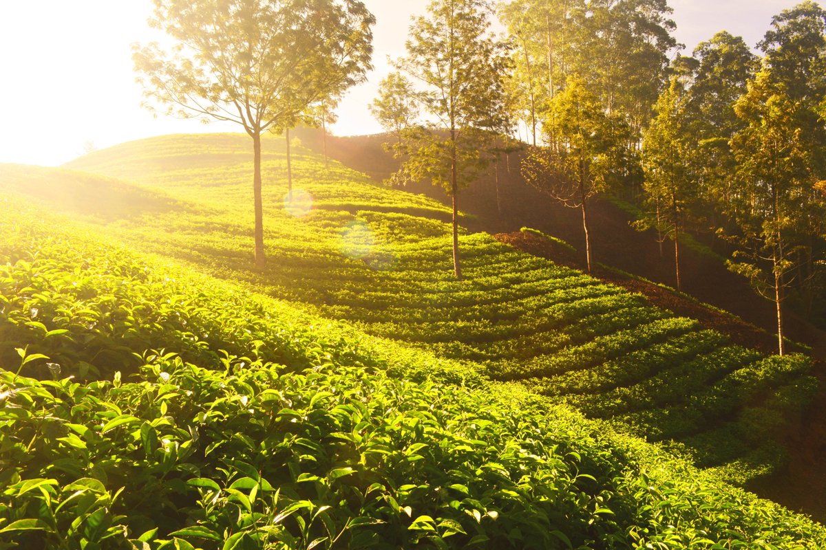 enterprisesces's tweet photo. Dr. Abdul Waheed, Director of the #NTHRI, said China has a vital role in promoting Pakistan’s tea industry. #Pakistan has identified 64,000 hectares of the area as suitable land for #tea cultivation alongside the #CPEC.
@enterprisesces
#Cespak
#Enterprisesces https://t.co/eKbJ6xPfcj