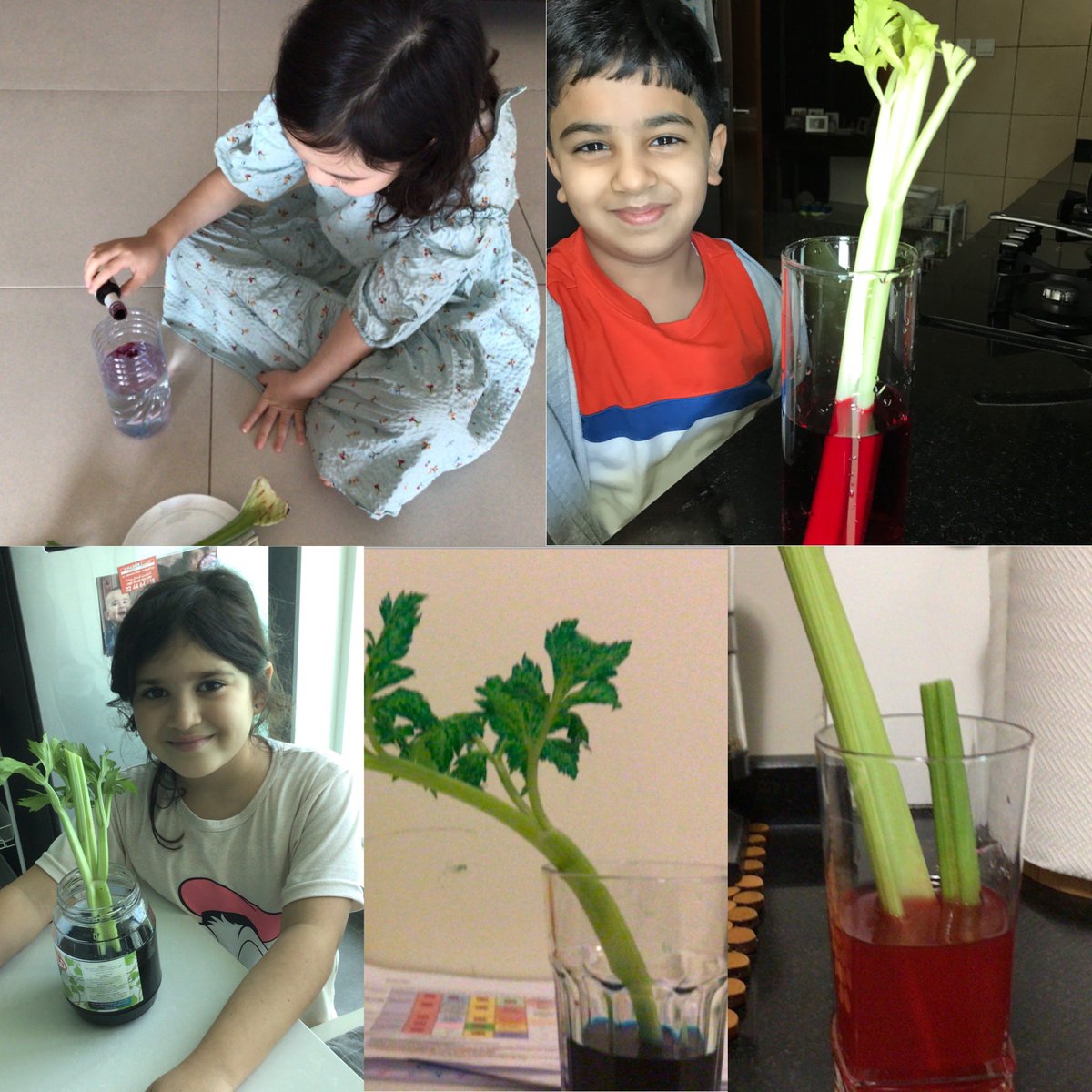 ReptonADYr3's tweet image. Year 3 have been experimenting this week and learning about the movement of water in plants! @ReptonAbuDhabi #RADremotelearning