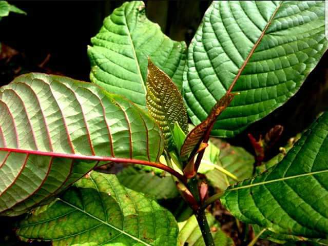 Mayabestkratom's tweet photo. @thekratomgirl I Maya, a fresh kratom importer from Borneo, offers my best product to you. Chat me Whatsapp or telegram +6281212818136 https://t.co/XBFX1JSpOV