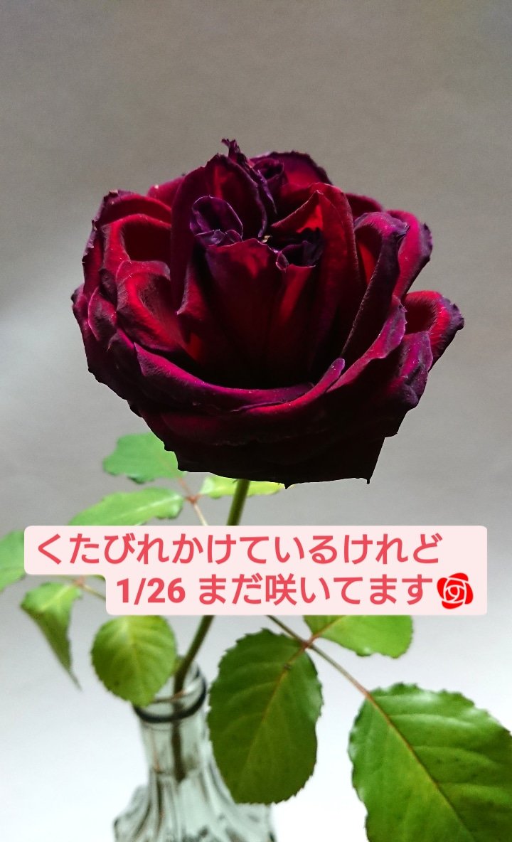 長持ちする薬は入れてない