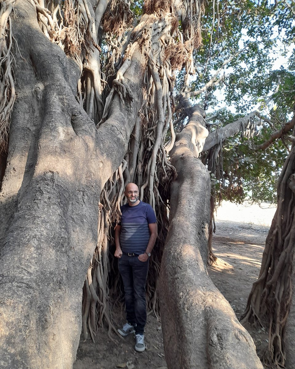 HirenAntani's tweet photo. Lapped within nature 
#banyantree #winternoon #wintertrip #noontrip  #nature #naturelovers #rural_love #ruraltrip #holiday #holidaymood #holidaytrip #treelovers #travelogue #travelpics #gujarat #naturalbeauty 
#thegreatbanyantree #naturalheritage #treeheritage https://t.co/9FC9BFBOk7