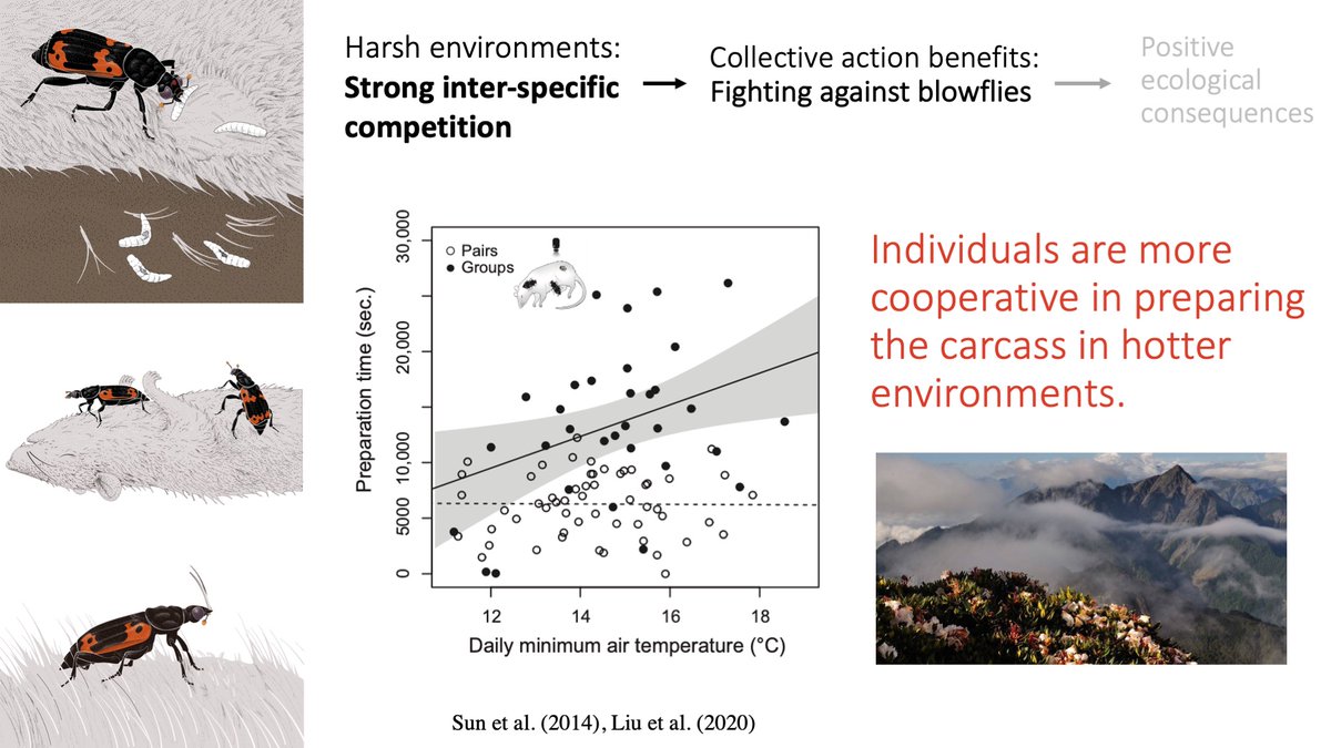 8/15 We conducted field experiments along Mt. Hehuan in Taiwan, from 1600m to 2800m above sea level. We found that Individuals are more cooperative in preparing the carcass in hotter environments, where the pressure of blowflies competition is higher.  #AnimBehav2021