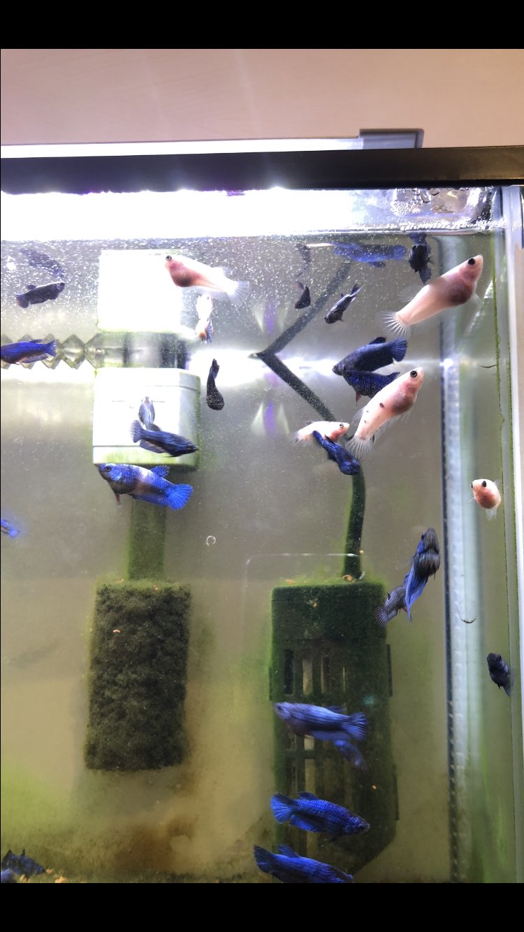 ベタよしだ Coibetta Twitter