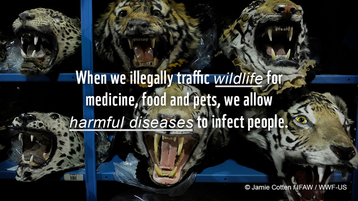 WWF's tweet photo. 👇 #IllegalWildlifeTrade https://t.co/6NxLlv9cL8