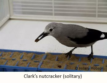 1. Corvids (e.g. jays, crows, ravens) store food ( = caching). Pinyon jays (PJ; blue) and Clark’s nutcrackers (NC; grey) hide thousands of pine seeds to survive during winter/spring. Cachers need to remember where their food is and prevent others from stealing it.  #AnimBehav2021