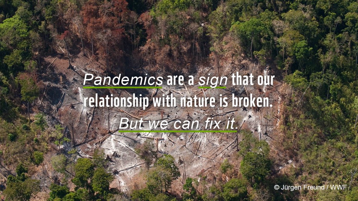 WWF's tweet photo. 👇#PreventPandemics https://t.co/2iCcwYcvl2
