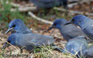 2. PJs are highly social (group of up to 400 jays) and NCs are solitary. Hence, PJs are always surrounded by others when caching, but NCs rarely are. How does this difference in sociality influence their caching behaviour?  #AnimBehav2021
