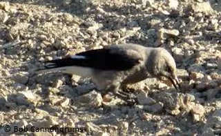 2. PJs are highly social (group of up to 400 jays) and NCs are solitary. Hence, PJs are always surrounded by others when caching, but NCs rarely are. How does this difference in sociality influence their caching behaviour?  #AnimBehav2021