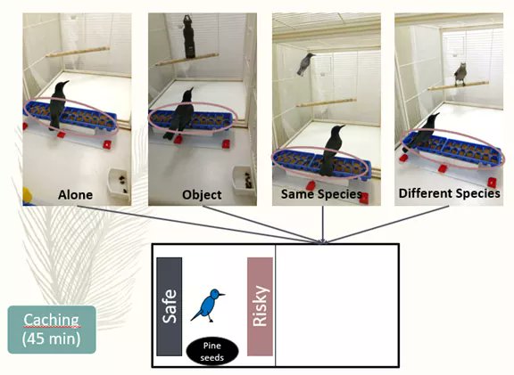 3. We compared caching behaviour of PJs and NCs (n = 10 for each sp.) in four different conditions and examined number and locations of food cached (safe tray: food is left intact VS risky tray: food can be stolen).  @DebbieKellyLab  @ClaryNutcracker  #AnimBehav2021