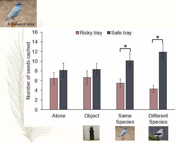 4. PJs preferentially cache their food in the safe tray when observed by PJs and by NCs. PJs view observers (both PJs & NCs) as a threat and change their behaviour to maximise the amount of food cached in challenging social situations.  #AnimBehav2021