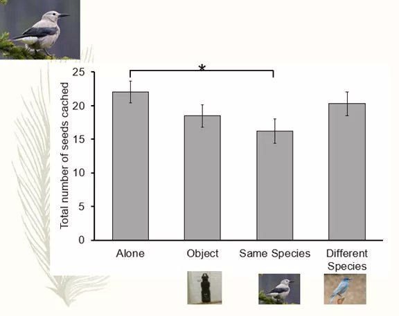 5. NCs reduce the food they cache, but only when observed by other NCs. Since they are solitary, occasional reduction in caching don’t affect their overall amount of food cached. They don’t view PJ observers as a threat.  #AnimBehav2021
