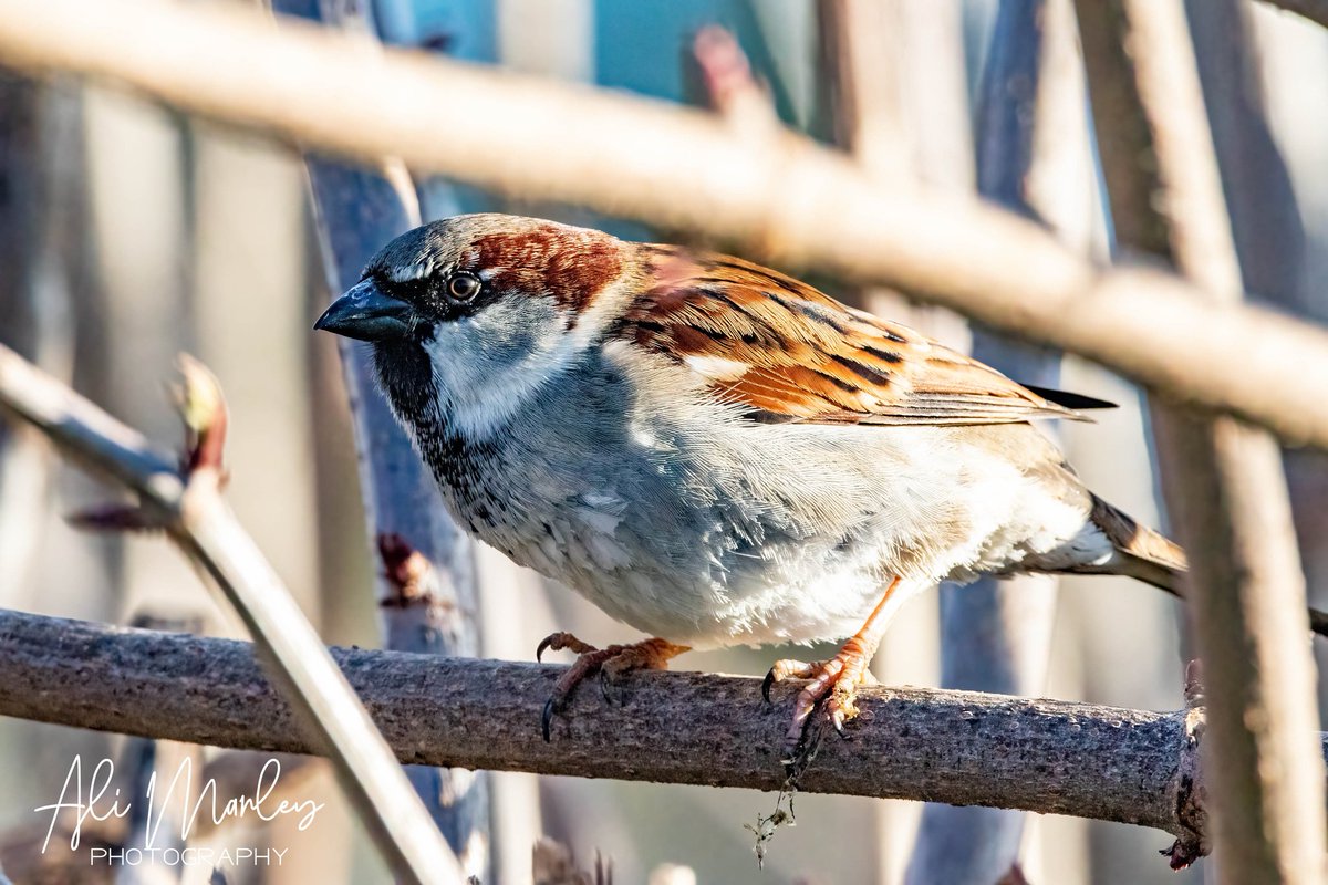 How mean does this sparrow look #sparrow #birdonabranch #birdphotograph #birdsofinstagram #birdphotography #wildlife #britishwildlife #bbcwinterwatch #winterwatch2021 #winterwatch #bbcwildlife #bbcwildlifemagazine #birdphotographer #wildlifephotography #rspb #countryside