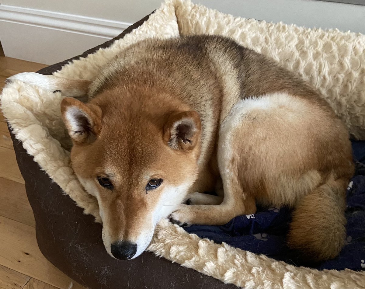 JessPeirceFilms's tweet photo. My dog decided to go with the one paw up on the side strategy this morning 🥺😂
#Shiba #shibainu #Japanese #Uk #UKShiba #DOGE #dogs #dog #Dog #DogsofTwittter #DogLover #doggo https://t.co/UEFsH3W4UV