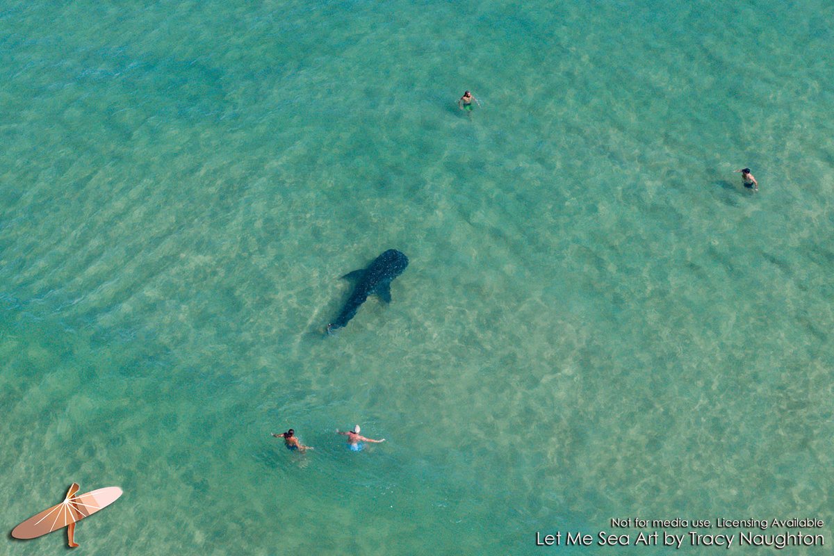 An amazing sight as a whale shark was spotted swimming alongside surfers today at Noosa National Park in Queensland Australia.  Watch the video via facebook.com/letmesea