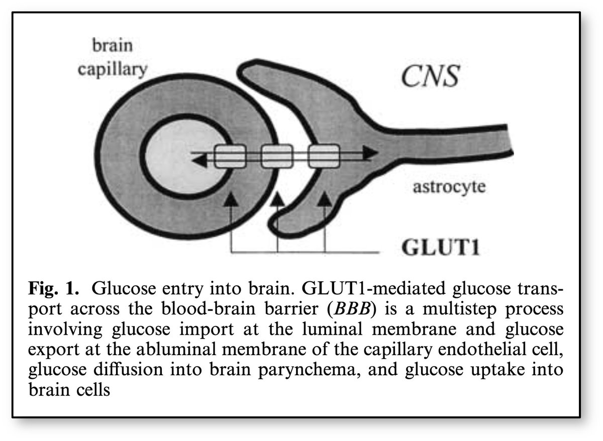 8/To understand the next explanation, we'll need to review glucose entry into the CSF.Glucose crosses the blood-brain barrier into the CSF via the choroid plexus. ☞ Importantly, it uses facilitated diffusion via glucose transporter 1 (GLUT-1). https://pubmed.ncbi.nlm.nih.gov/12029447/ 